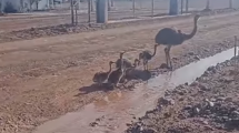 Imagen de Video: El tierno gesto de un vecino que ayudó a una familia de ñandúes en Añelo