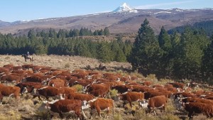Cecilia de Larminat: «La ganadería necesita reglas claras y estables»