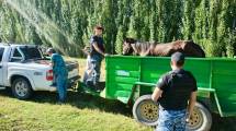 Imagen de Rescataron a un caballo que estaba desnutrido y abandonado en Fernández Oro