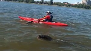 Video: un lobito curioso se sumó a una competencia de nado en Viedma