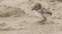 Imagen de Cuidado: si circulás en ‘cuatri’ por las playas de Las Grutas, podés atropellar a estos pichoncitos