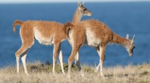 Imagen de Iban en bici por la ruta 41 en la Patagonia, se cruzaron con los guanacos y no olvidarán lo que vieron