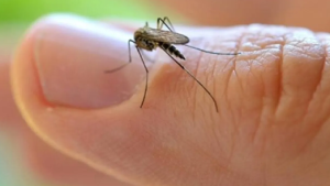Advierten que los casos de dengue crecieron 2500% en Argentina