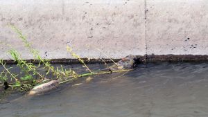 Video | Muerte de peces en el arroyo Durán de Neuquén: cuál fue el motivo