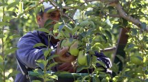 Imagen de La fruticultura y una temporada con expectativas de mejorar