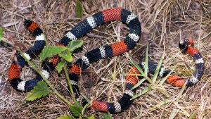 Una beba también fue mordida por una serpiente venenosa en La Pampa: cuál es su estado de salud