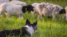 Imagen de Qué enfermedad puede transmitirse por darle besos al perro