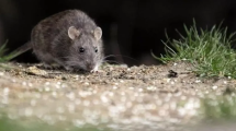 Imagen de Por un caso de hantavirus está en terapia intensiva una adolescente de San Martín de los Andes