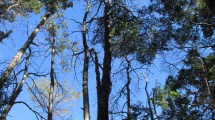 Imagen de Los árboles mueren de pie en los parques nacionales