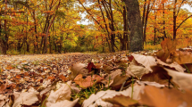 Imagen de Otoño en los valles: alternativas para disfrutar de propuestas al aire libre