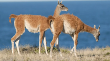 Imagen de «¿Solo guanacos?»: comunidades mapuche le contestan a Bullrich