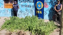 Imagen de Allanamiento en una chacra de Fernández Oro: cultivaban marihuana ilegalmente