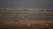 Imagen de La biodiversidad de los pastizales patagónicos y su valor productivo