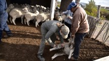 Imagen de Erradicar la sarna ovina, un objetivo de alta prioridad en Río Negro