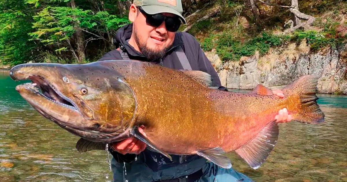 Denuncian la pesca furtiva de salmones con arpones en el río