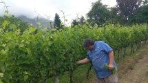 Imagen de De Bernardi: la bodega rionegrina que produce uno de los cuatro mejores Pinot Noir del país