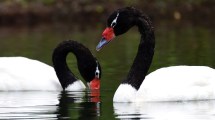 Imagen de Los cisnes de cuello negro volvieron al parque Lago Puelo