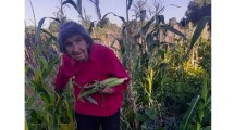 Imagen de Guardiana de semillas: con 85 años Carmelina aún cuida su huerta en Covunco Abajo