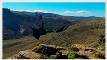 Imagen de Final feliz: la hembra de cóndor rescatada por los choferes volvió a su hábitat en Neuquén