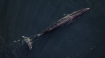 Imagen de “Hay miles de ballenas”: el épico regreso a un paraíso de la Patagonia de la especie que desapareció por la caza en 1929