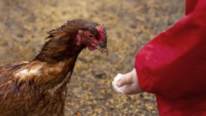 La OMS afirma que el primer caso confirmado de gripe aviar en humanos murió por causas multifactoriales