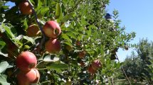 Imagen de La fruticultura de Río Negro y Neuquén empezó el año con el pie derecho: buena cosecha y más ventas