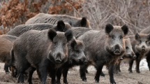 Imagen de La caza de jabalíes con perros abre polémicas en Río Negro: ¿Vos que pensás?