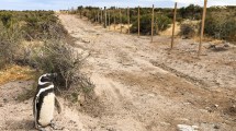 Imagen de Masacre de pingüinos en Punta Tombo: paso histórico, elevan la causa a juicio oral en Chubut