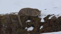 Imagen de Pumas, choiques y guanacos entre la nieve de la estepa patagónica: un lienzo de contrastes hipnóticos