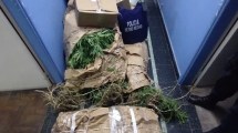 Imagen de Secuestran en Viedma 13 plantas de marihuana en el patio de una vivienda