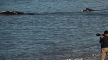 Imagen de La playa perfecta de Puerto Madryn para ver a las ballenas a metros de la orilla