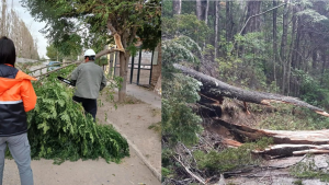 Fuertes vientos en Río Negro y Neuquén: caída de árboles, autos en banquina y suspensión de actividades