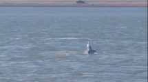 Imagen de VIDEO| El espectáculo de los delfines en la desembocadura del río Negro