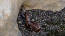 Imagen de Un gato montés fue visto conviviendo con lobos marinos en Puerto Madryn