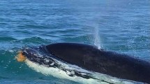 Imagen de Pescaban en un bote en Puerto Madryn, aparecieron las orcas con sus crías y filmaron esta maravilla en la Patagonia