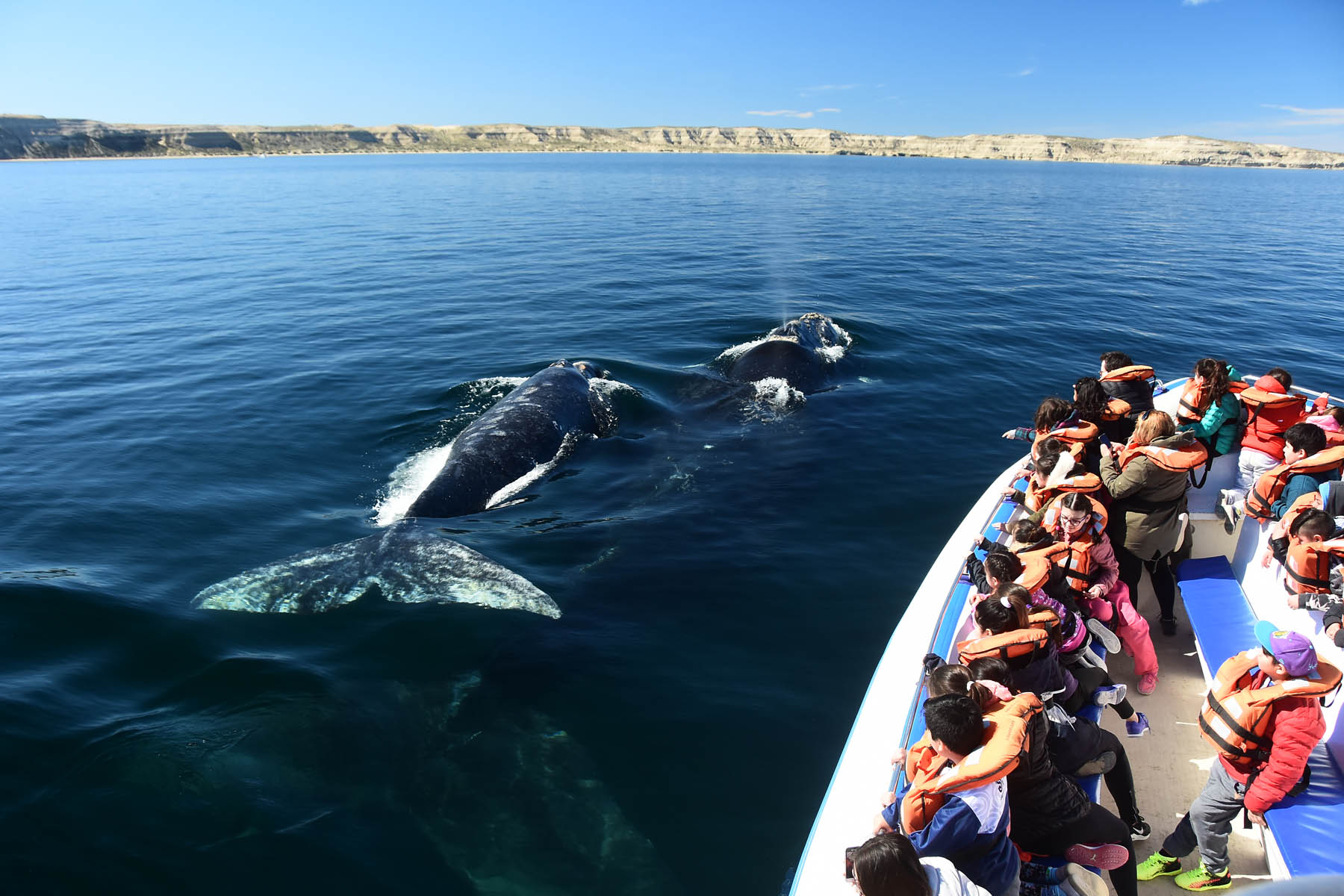 Maravilla de la naturaleza. Las ballenas francas australes a metros de las embarcaciones que parten de Puerto Pirámides en Chubut.