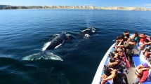 Imagen de Llegaron las ballenas a Puerto Madryn: cuánto cuesta embarcarse para verlas y la playa donde están a metros de la orilla