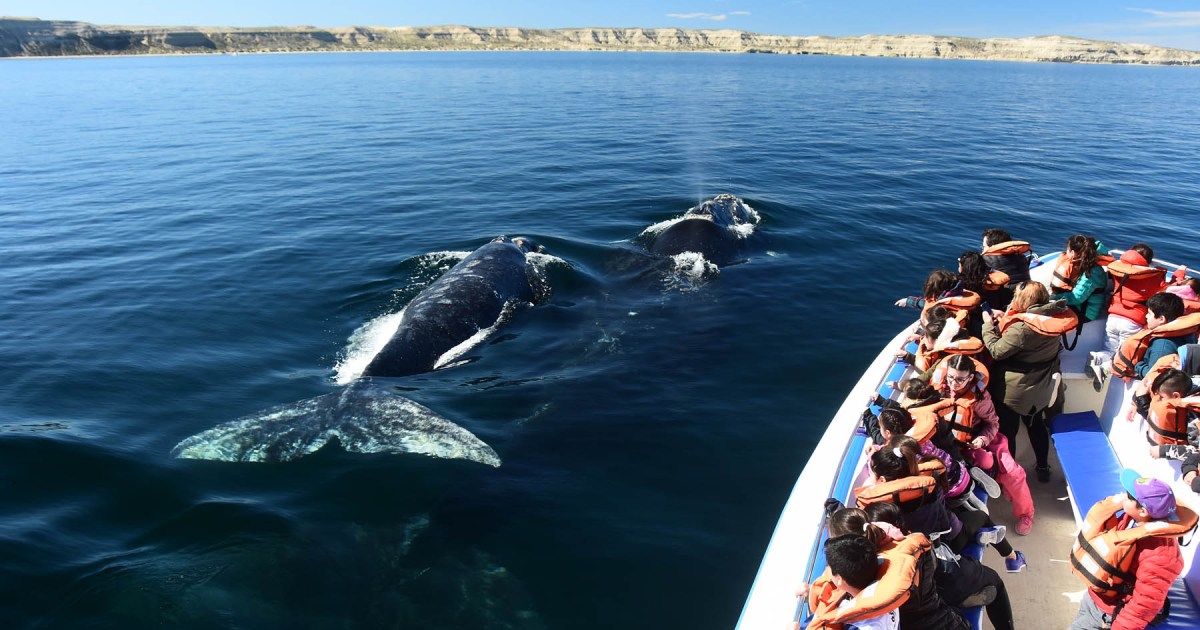 Whales have arrived in Puerto Madryn: how a lot does it value to get on a ship to see them and the seashore simply meters from the coast