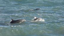 Imagen de Las fotos del paseo familiar de estos delfines en La Lobería te van a encantar