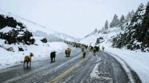 Imagen de En fotos: así fue el rescate en la nieve de tres crianceros del norte neuquino