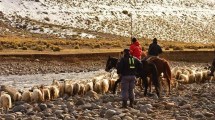 Imagen de Video | «Los Reyes Magos» ayudaron a Doña Tona de 80 años con su arreo en el norte neuquino