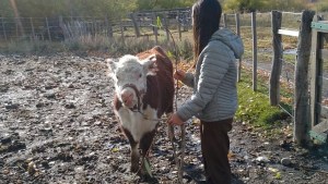 Original concurso para los jóvenes en Neuquén: criar una vaca y una oveja durante 6 meses