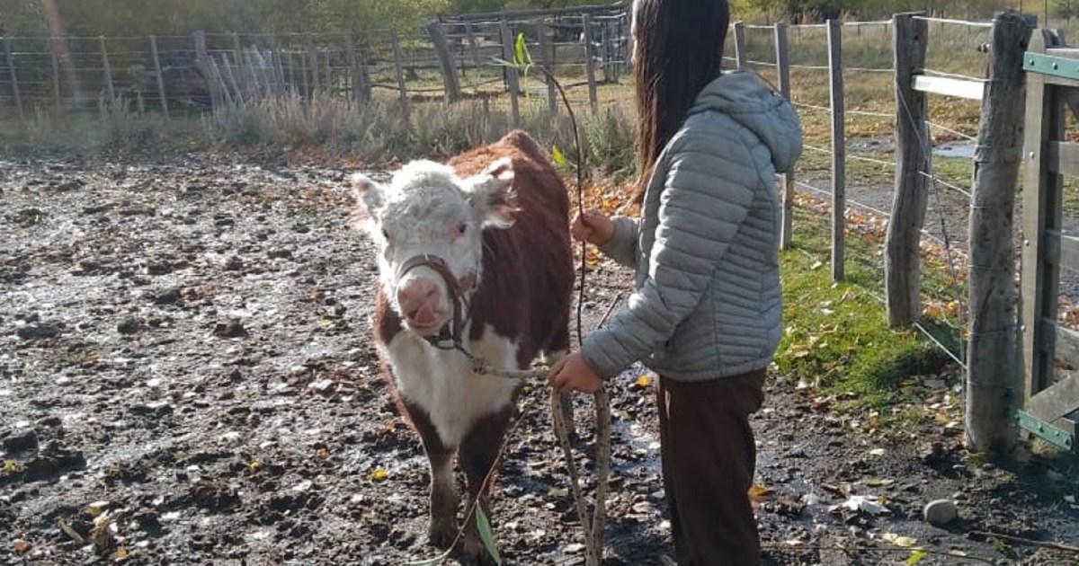 Original concurso para los jóvenes en Neuquén: criar una vaca y una oveja durante 6 meses thumbnail