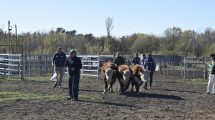 Imagen de Ganadería: crean la primera central de consumo residual del INTA en Patagonia