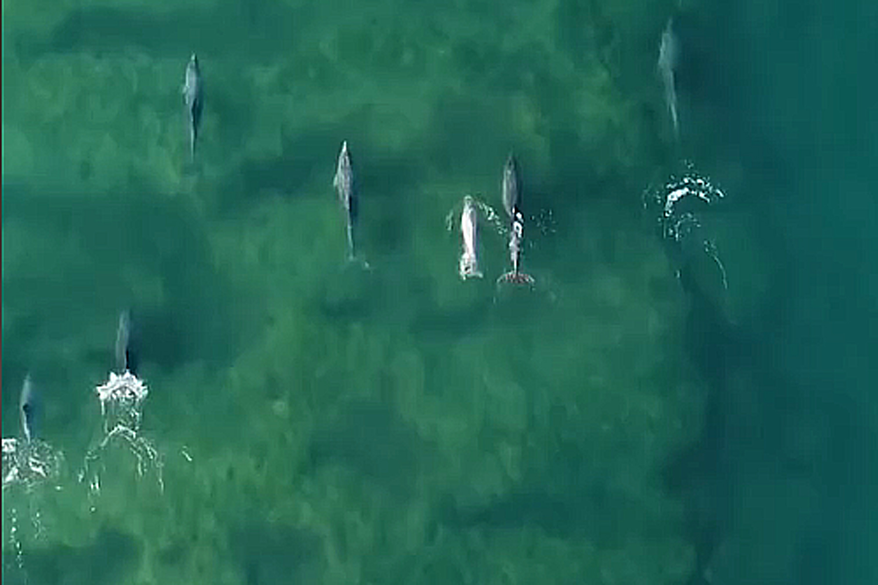La colonia de delfines "nariz de botella" que tiene su hábitat en Las Grutas fue capturada por el drone de 'Lolo', que tomó escenas fantásticas / Captura de Video