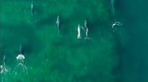 Imagen de Video: tiene 17 años y filmó con su drone estas imágenes únicas de los delfines de Las Grutas, mirá…