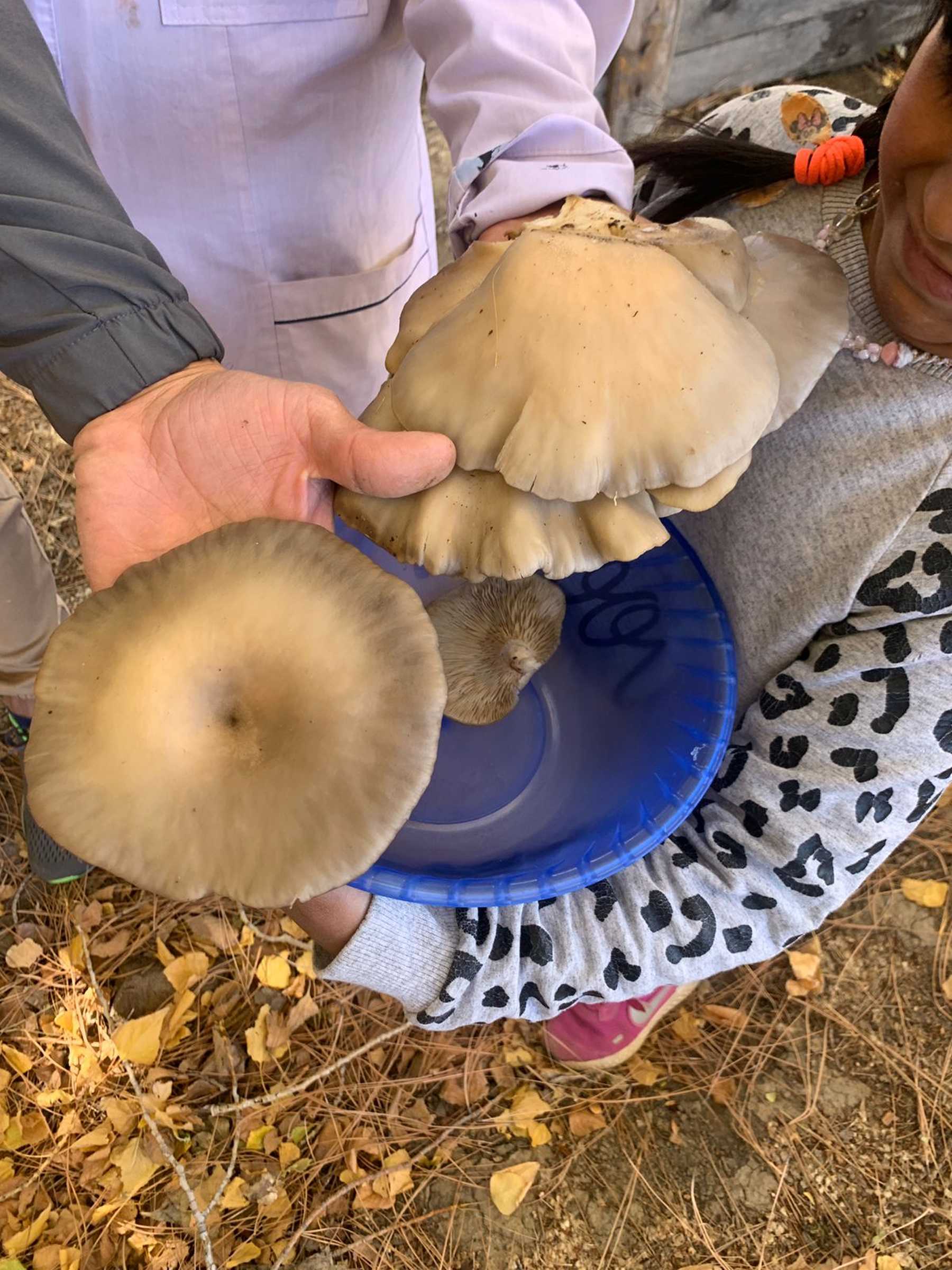 Alumnos de escuela rural Nº 122 cosecharon su primera producción de hongos. Foto: Gentileza