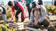 Imagen de Cómo salvan al bosque del pehuén milenario con una iniciativa que incluye a científicos y pobladores mapuches