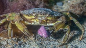 Analizan el efecto de las especies exóticas invasoras en la biodiversidad marina norpatagónica