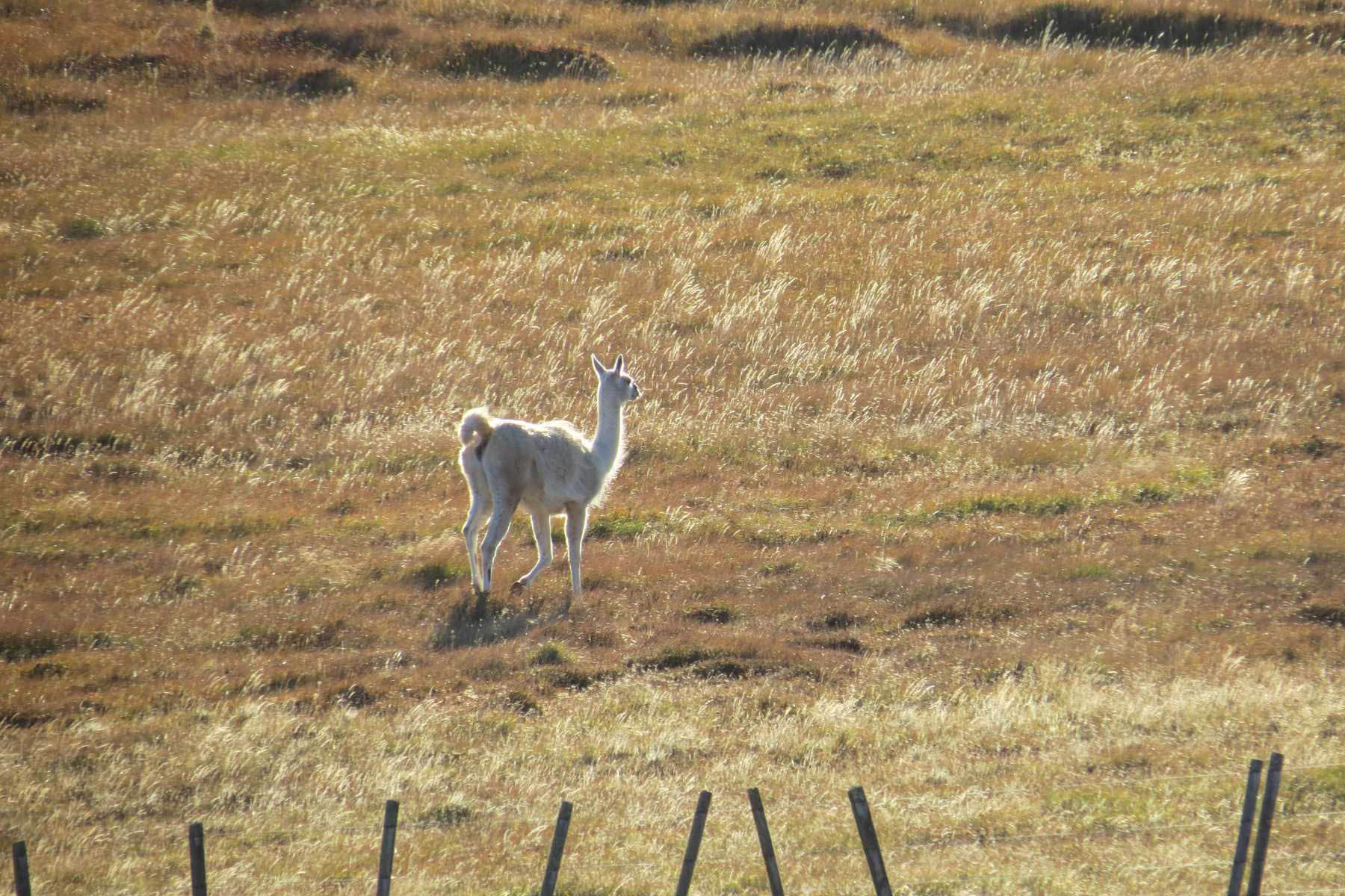 Desde una curva vieron al guanaco en el campo.  Fotos: @ruedassobrepolvo